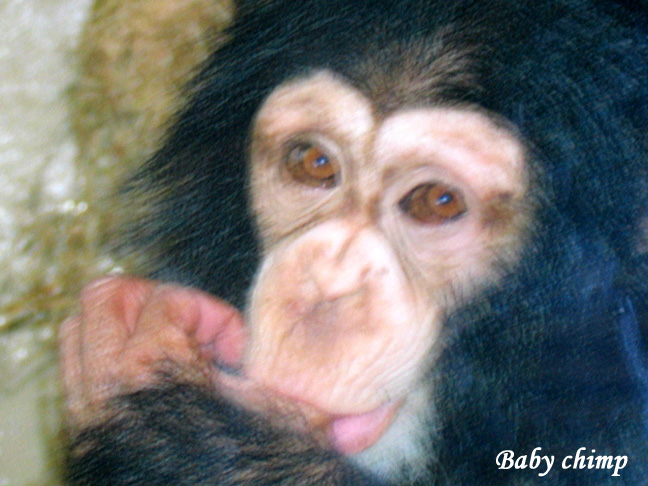 BabyChimp8.jpg