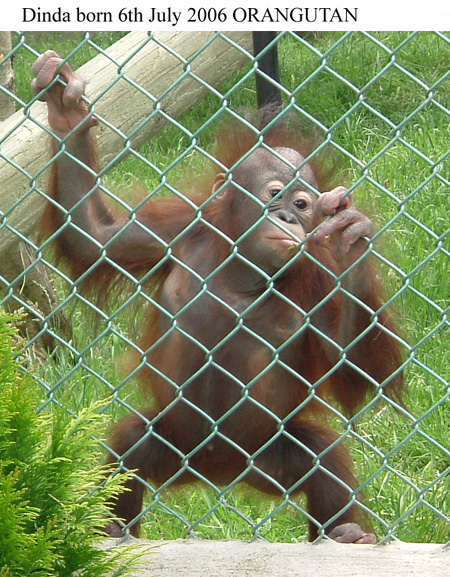 BabyDinda.jpg