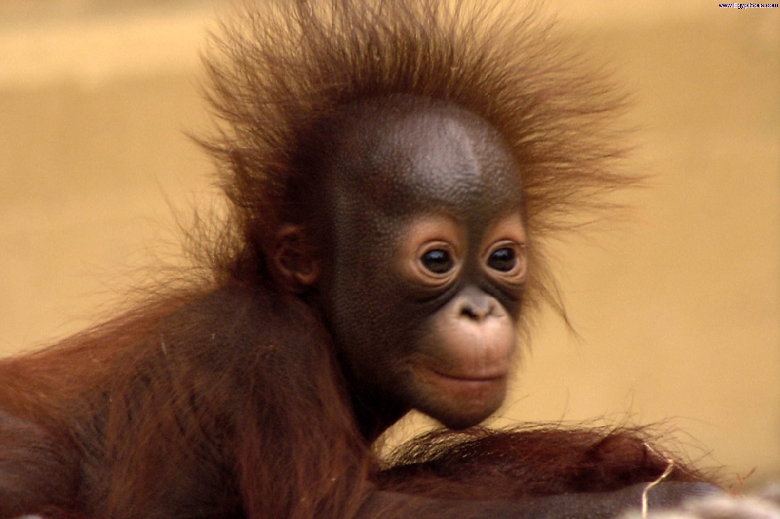Baby_Planet_ep01_Orangutan.jpg