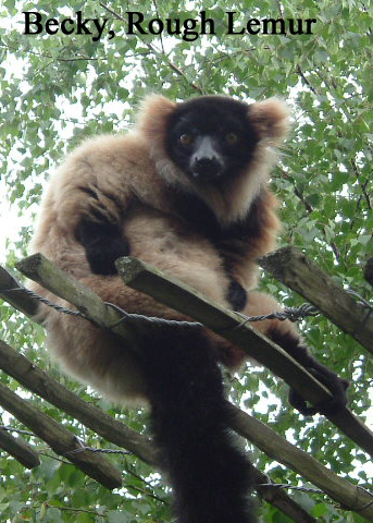 BeckyRoughLemur.jpg