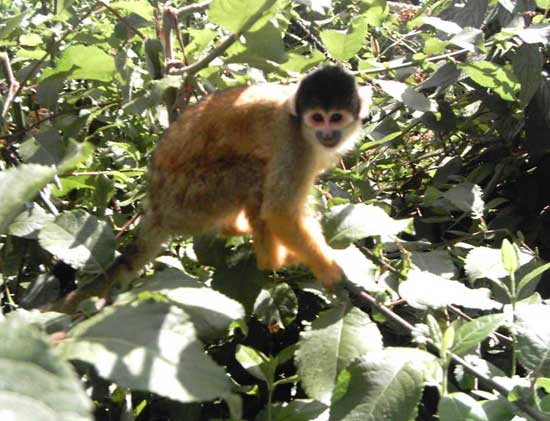 BlackCapmonkey.jpg