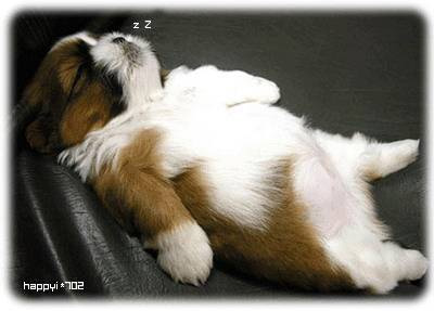 BoozyPups.jpg