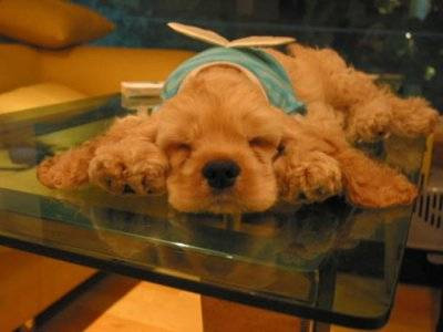 BoozyPups2.jpg
