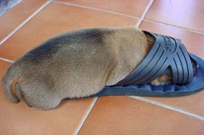BoozyPups4.jpg