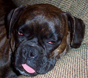 BoozyPups6.jpg