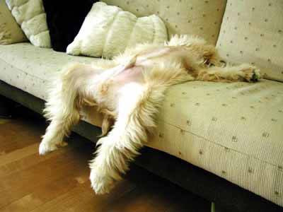 BoozyPups7.jpg