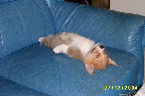 BoozyPups8.jpg