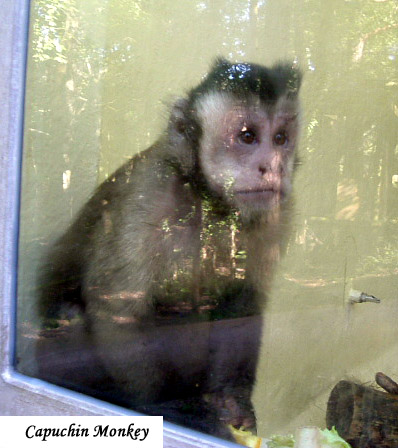 CapuchinMonkey09.jpg