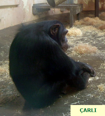 Carli09.jpg