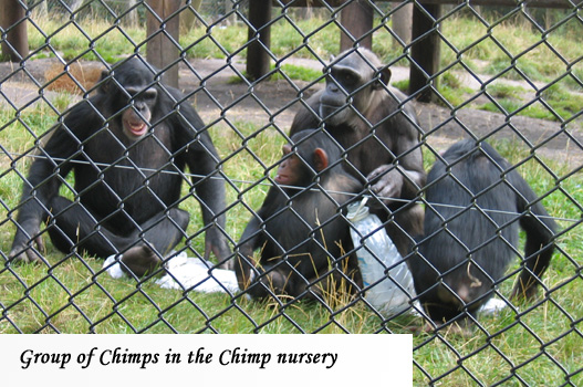 Chimp-Nursery.jpg