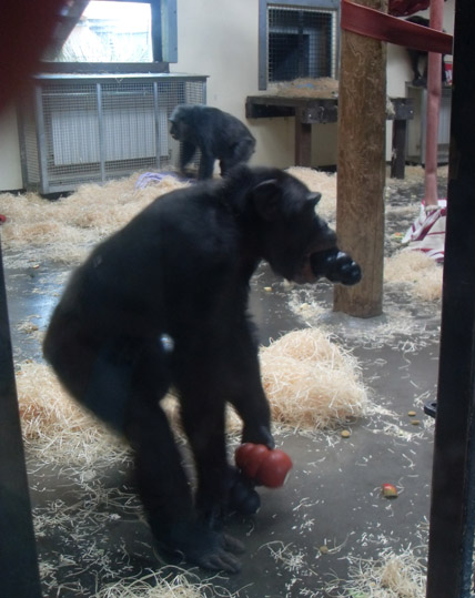 Chimp09.jpg