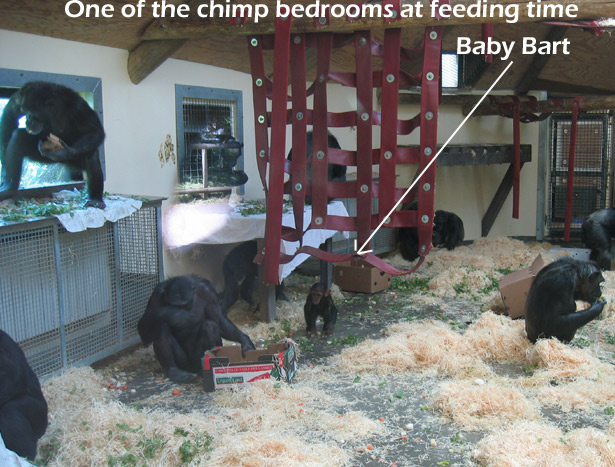 ChimpBedroom.jpg