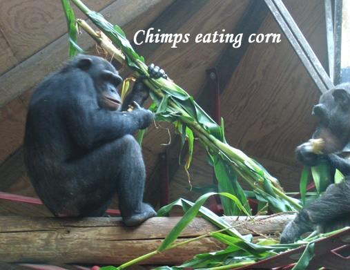ChimpsCorn.jpg