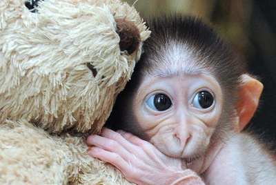 ConchitaMangabey_monkey2.jpg