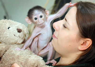ConchitaMangabey_monkey3.jpg