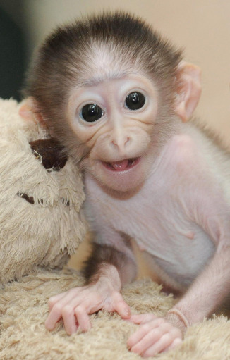 ConchitaMangabey_monkey4.jpg