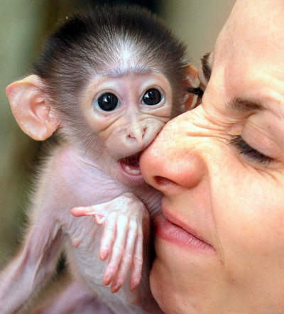 ConchitaMangabey_monkey5.jpg