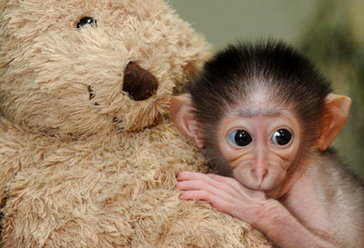 ConchitaMangabey_monkey6.jpg