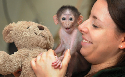 ConchitaMangabey_monkey7.jpg
