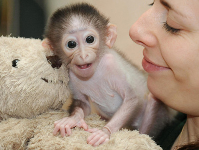 ConchitaMangabey_monkey8.jpg