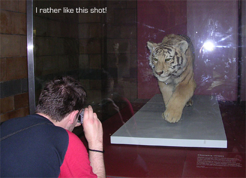 DavidTiger.jpg