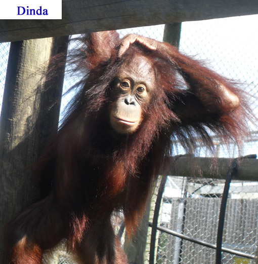 Dinda2-09.jpg
