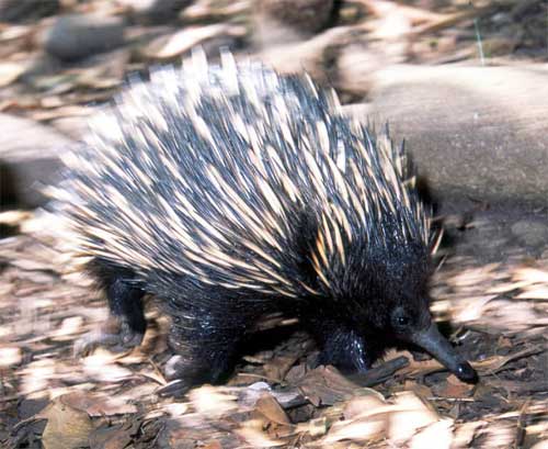 Echidna.jpg