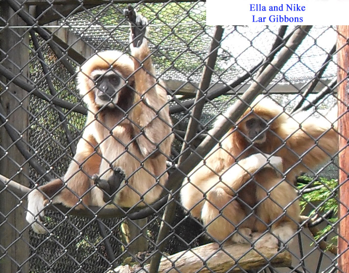 EllaNikeLarGibbons2009.jpg