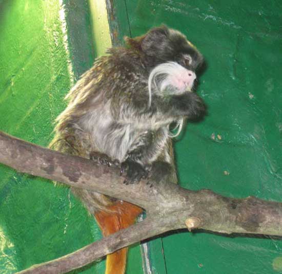 EmperorTamarin.jpg