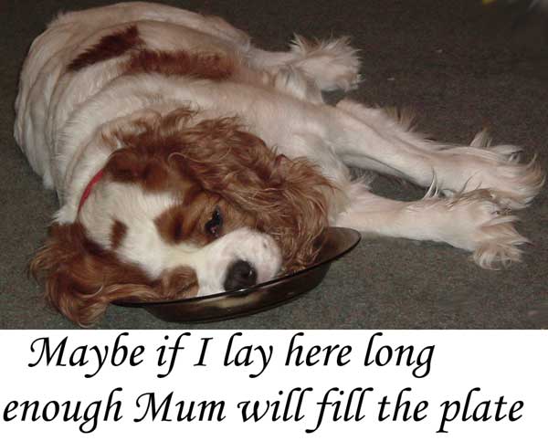 FunnyLucy.jpg