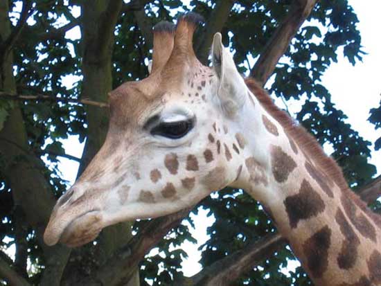 Giraffe.jpg