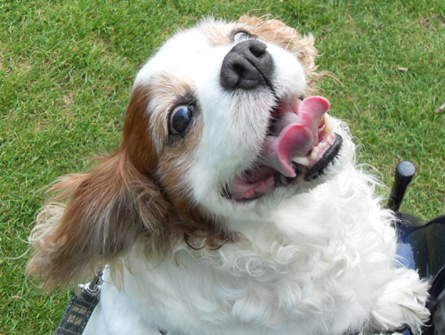 Happy-Lucy.jpg