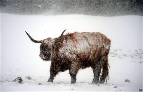 Highland-Cattle.jpg