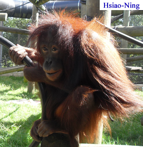 Hsiao-Ning1.jpg