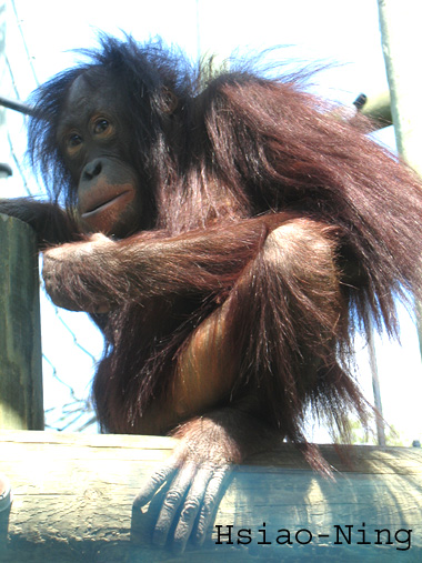 Hsiao-Ning2.jpg