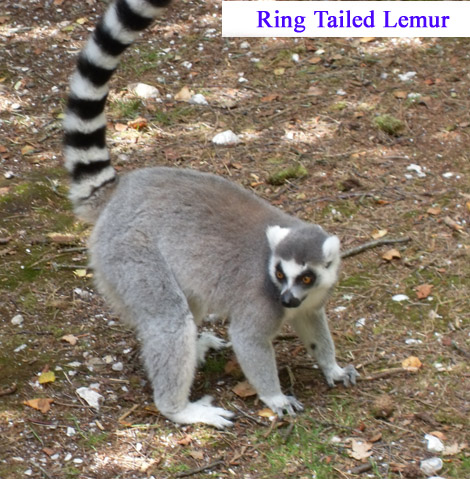 Lemur1-09.jpg