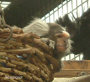 Marmoset.jpg