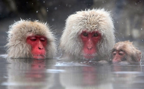 Monkey_Bath.jpg