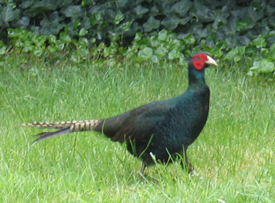 Pheasant2.jpg
