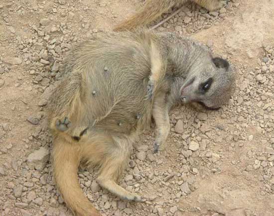 PlayfulMeercat.jpg