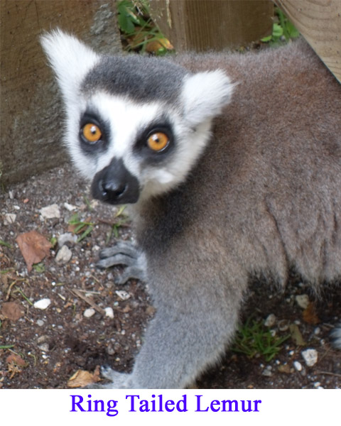 Ring-Tailed-Lemur2-09.jpg