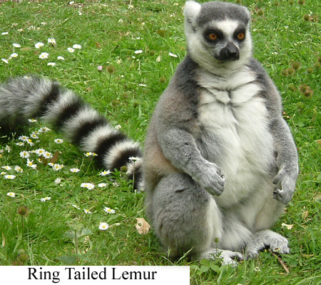 RingTailedLemur.jpg