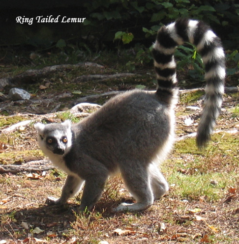 RingTailedLemur45.jpg