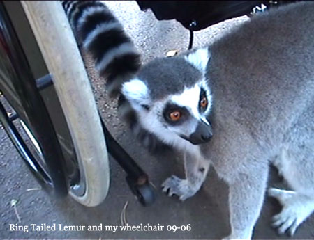 RingTailedLemurWheelchair.jpg