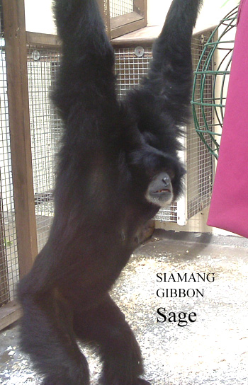 SageSiamangGibbon.jpg