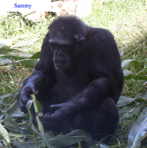 Sammy09.jpg