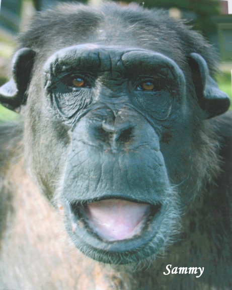 Sammy65.jpg