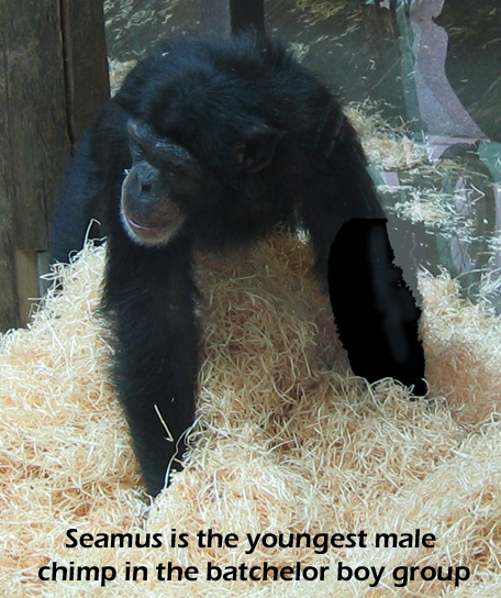 Seamus.jpg