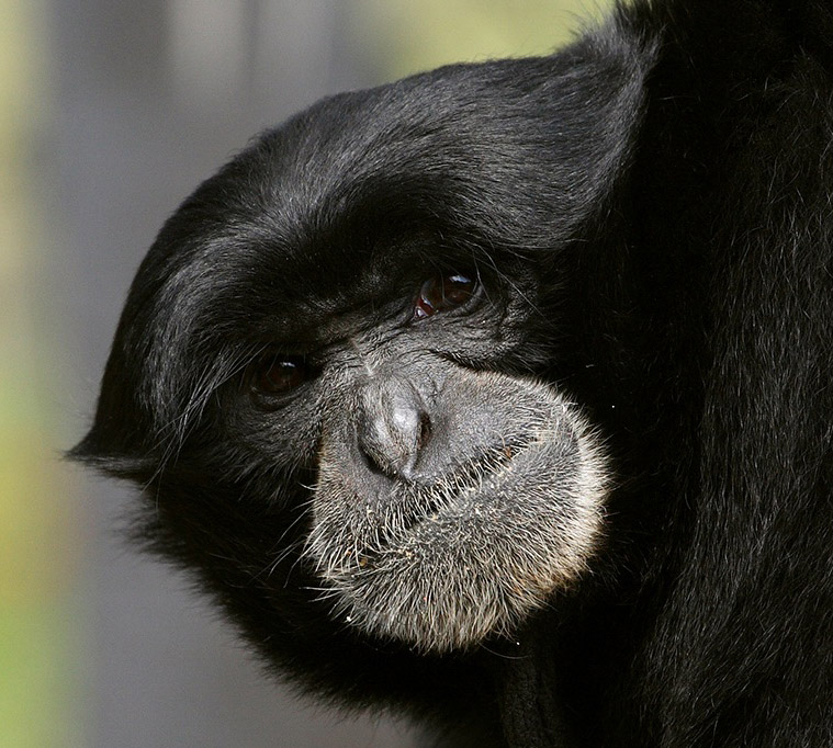 Siamang.jpg