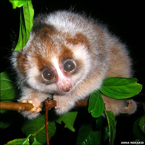 SlowLoriscopy.jpg